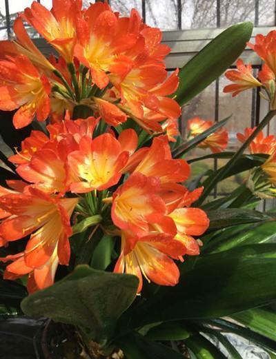 花店老板养花不烂根,黄叶秘诀,浇水加上一点,快死的花都能活