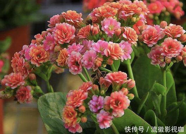 长寿花|家里的“3种花”,在8月份“怕水”,要管住手“少浇水”,别疏忽