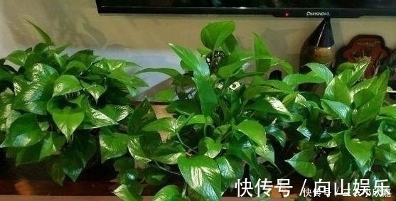 毒碱|家里养花不要瞎眼!这6种花旺财又养人,有2种花是大忌!