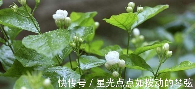 茉莉土|茉莉土加“一料”,不黄叶不徒长,易生根长得旺,养成繁花老桩!