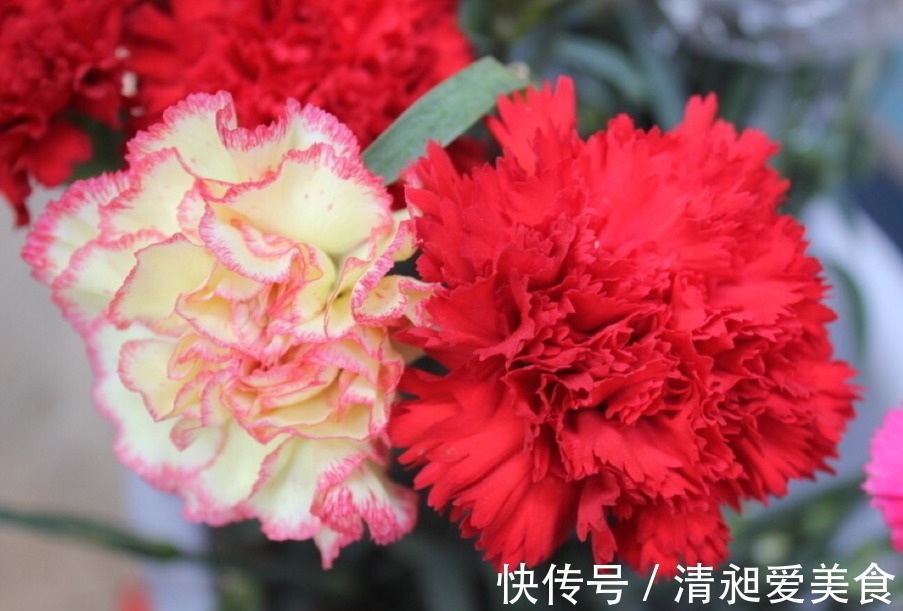 此花所代表的是不朽的母爱,是尊敬和关怀的花,是素雅的花