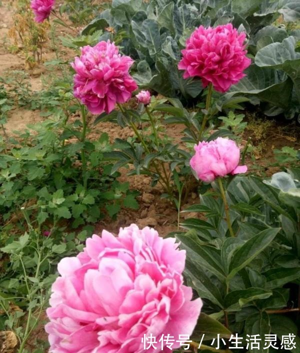 天冷的地方，我建议你养这5种花，开花非常漂亮，扛冻能力杠杠的！