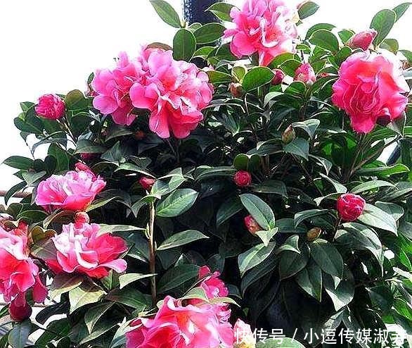  茶花|茶花换盆有“方法”，做好“几点”，叶子不脱落，7天就开始长根