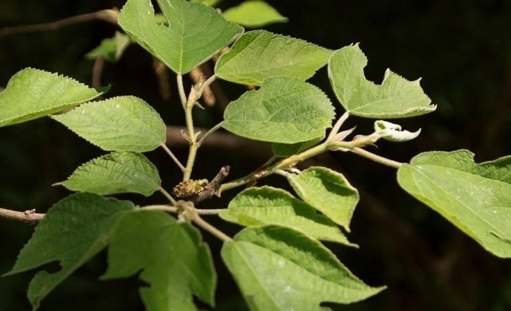 摇钱树|农村的害树，见到就砍，有人把它当“摇钱树”亩入5千