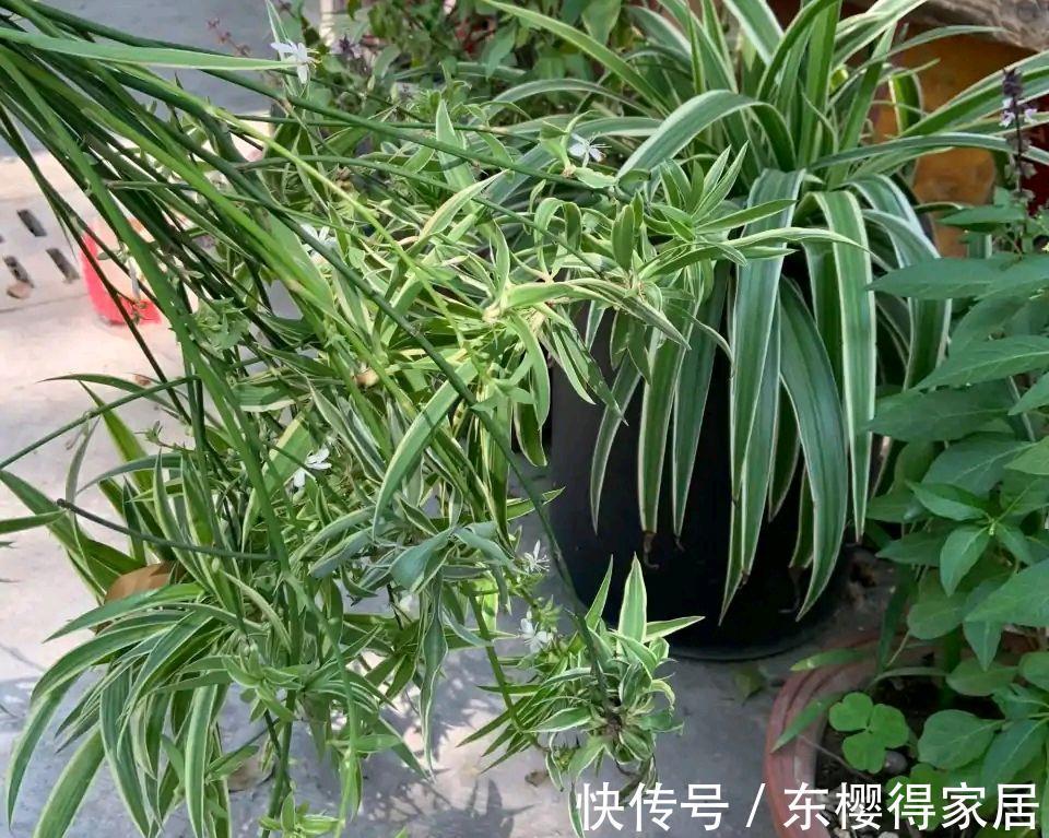 紫茉莉|秋天养金边吊兰，做好两件小事，更加肥壮旺盛，大不一样