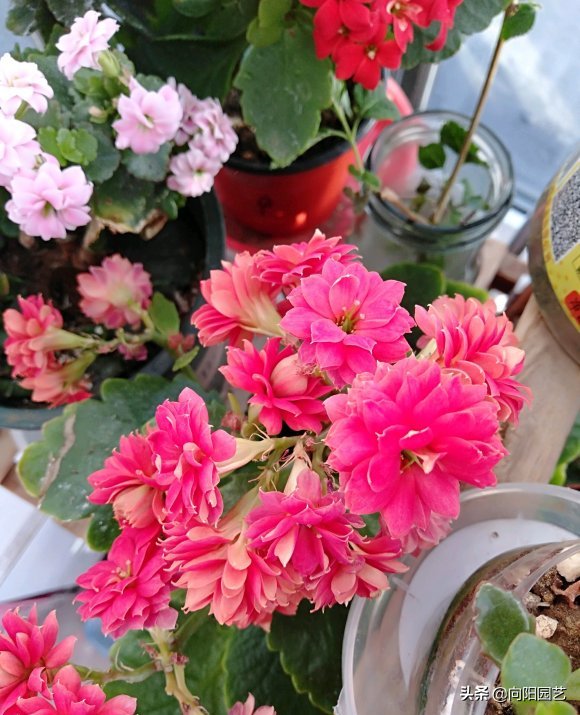 长寿花开花少，就是没施肥，用大肥，暴晒太阳，花苞开满盆