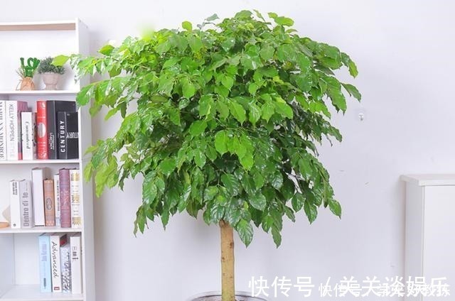 五色梅|懂花的人,都不在客厅养“5种花”,会被人笑话,家里有的快处理!