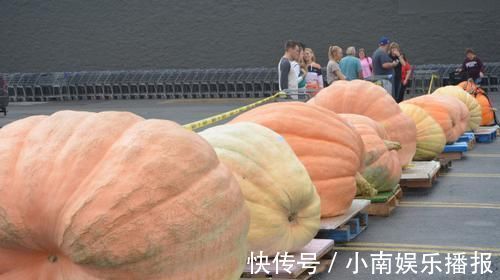 南瓜|最早的南瓜长什么样？虽然只有1万年，但已经和餐桌上的完全不同