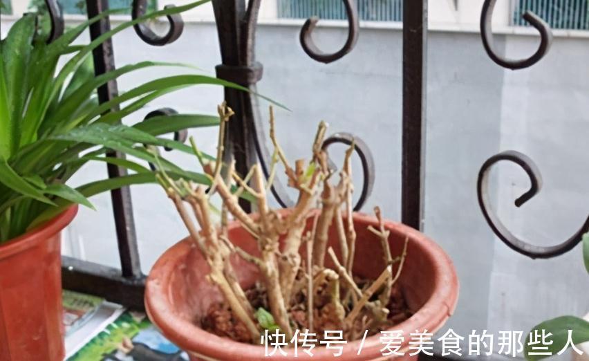 11月养茉莉，狠心剪1刀，做好4个不能，来年长势猛，花艳