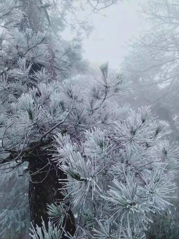 雪景|丽水这些地方下雪了，美炸了~最新雪景美图，请签收