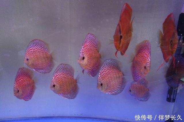 饲养观赏鱼想不死鱼,就要把以下简单的事情重复做,做到熟练为止