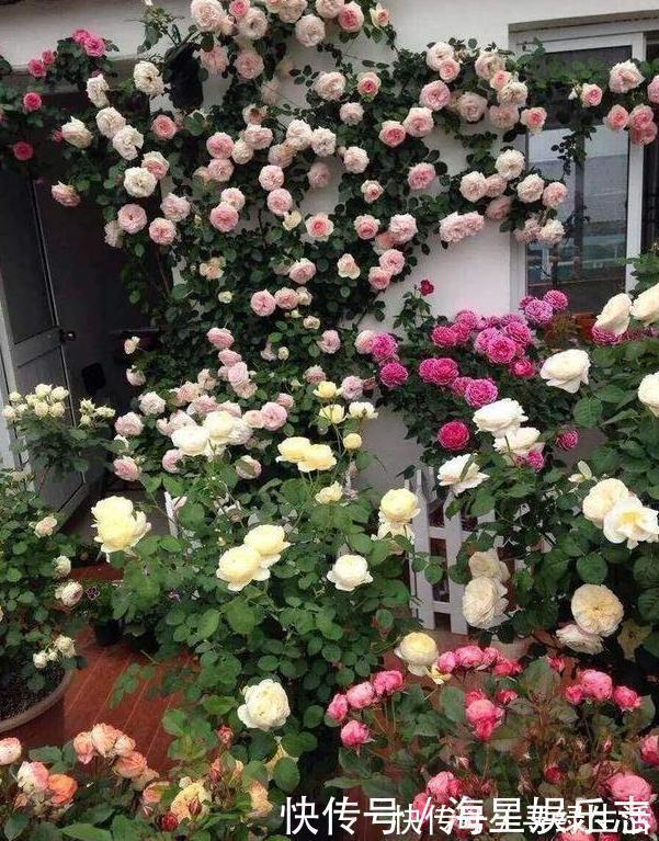 品种|喜欢养花就盆栽月季，此款花期长、易爆盆，一株苗开出多色花