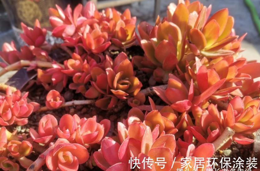 别人的多肉火祭红了,你的却糊了?说明养护方式不对,快点调整吧