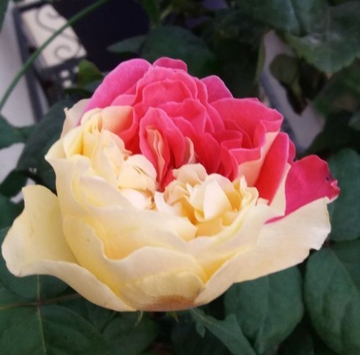 建议不管房子多大,摆上6种盆栽,花香满屋,来客有面子