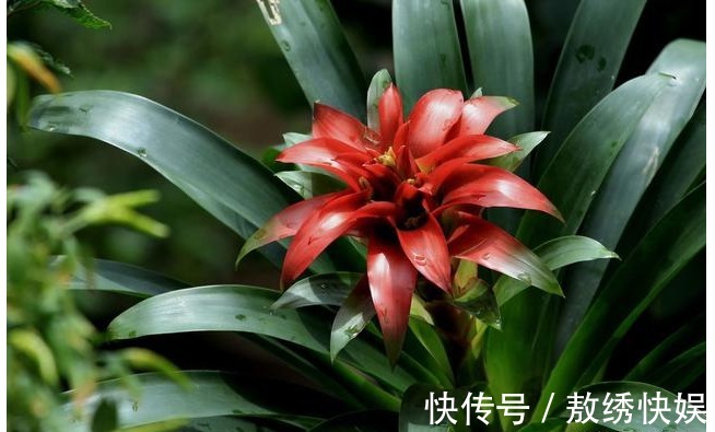 以下7种常养花施肥大全，告诫花友们一定不要在瞎施肥啦