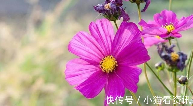 妈妈|妈妈是此三属相,生的孩子不但聪明懂事,长大后也有所作为