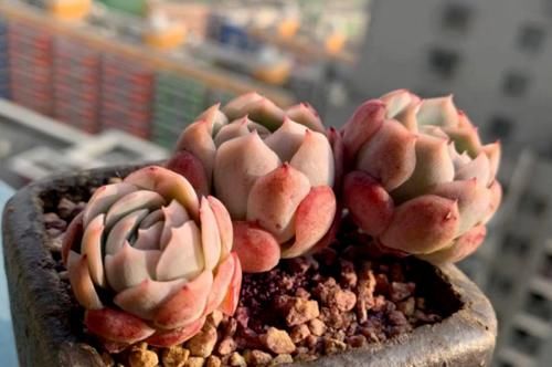 多肉上盆以后的浇水时间非常重要,稍微把控不好它们就可能出问题