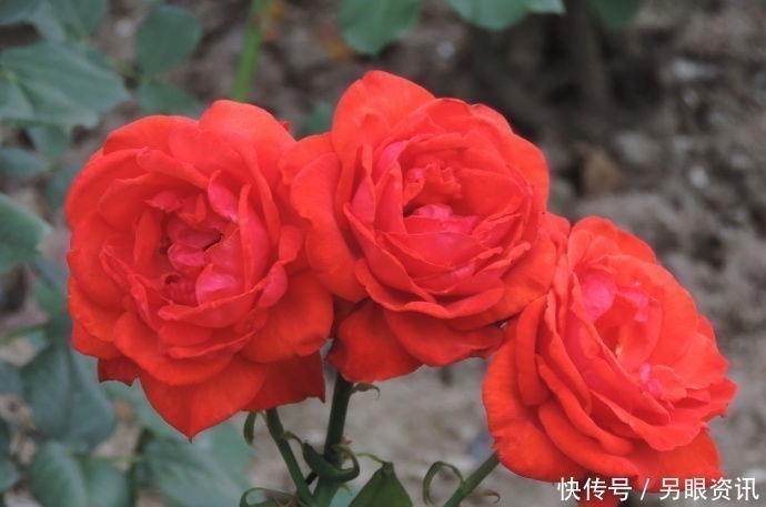 喜欢玫瑰，不如试试“珍稀品种”香云，芳香四溢，花朵鲜艳，好美