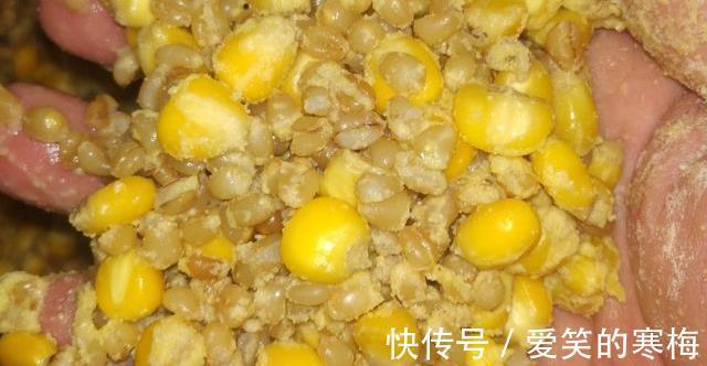 气压|夏季如何钓鲤鱼?只要找对方法,偶尔爆护并不难