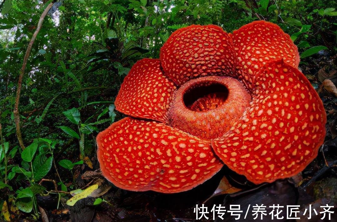 9种“巨花”植物，开花堪比“脸盘”，美得很独特，美得很霸气