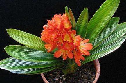 君子兰养了好多年,不长侧芽,养护注意几点,变成群兰花开爆!