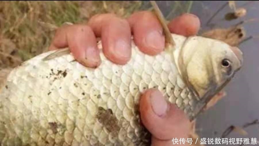 野钓板鲫从不打窝，照样连竿上鱼，学会这些“神操作”，你也可以