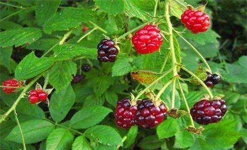 黑莓果|女性养生，推荐吃的食物，营养丰富，清热去火，不容错过