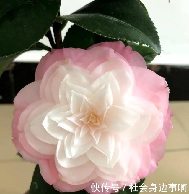 三四月是茶花的盛花季,别偷懒勤快些,枝繁叶茂,开花一茬茬!