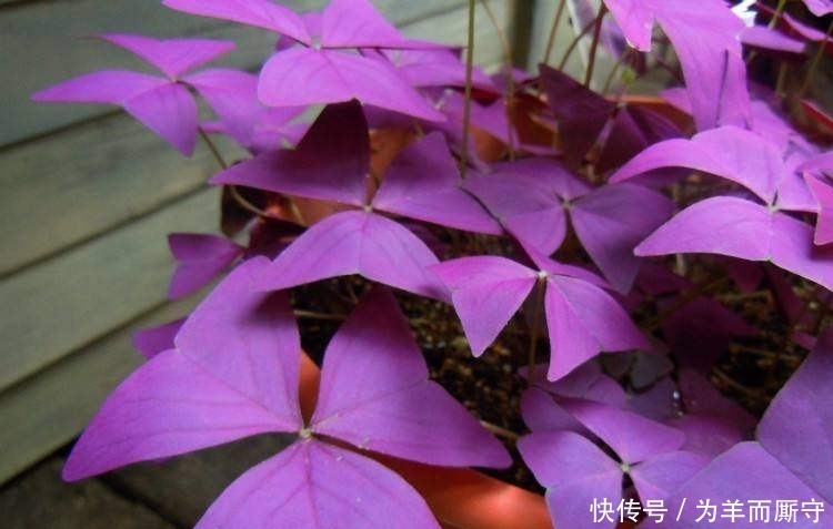 叶子像蝴蝶，一颗种子种十盆，天天开的花，猜猜这是什么花~