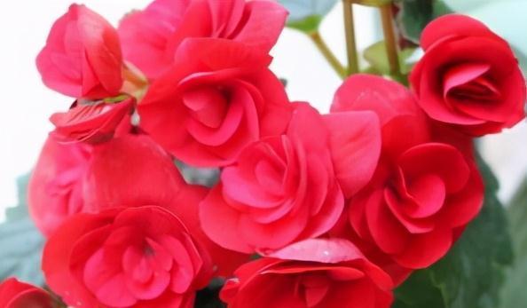 养花|此花不是大神不敢碰，浇水就烂根叶，这谁养得活