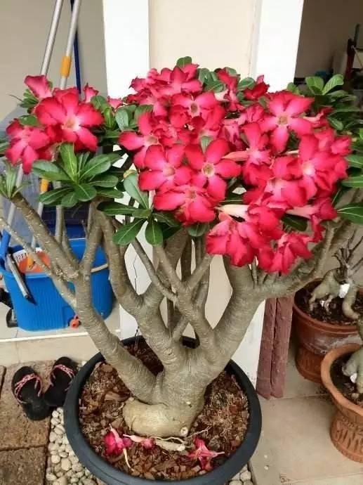 开花|6种漂亮花，都有“大肚子”，吸一次水一个月不浇，天热狂开花