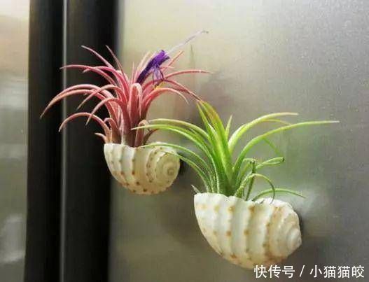 净化室内|书房文艺气息重,这几种小盆景不能少,好看好养提升品位