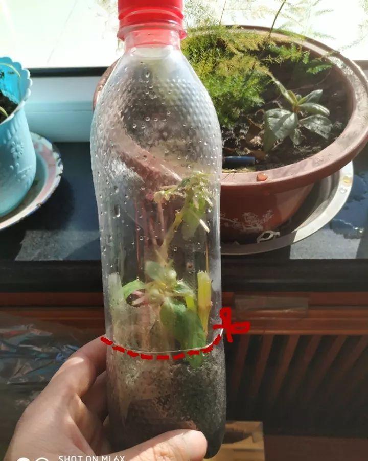 冬天扦插,用了这3种神器,成活率100%