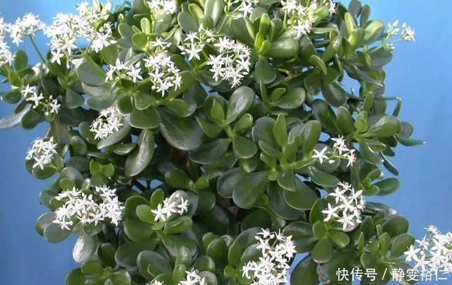 这两种植物养得好,稍微注意就能养出老桩来价值高气势好