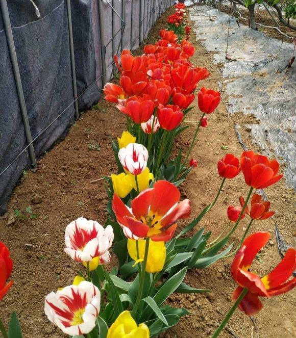 零下10度冻不死的花,不用搬进屋,冬天狂开花!