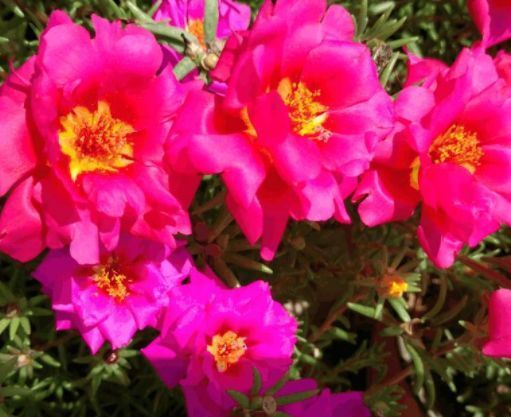 适合养的花,好活易爆盆,花姿妖娆,四季繁花似锦,美