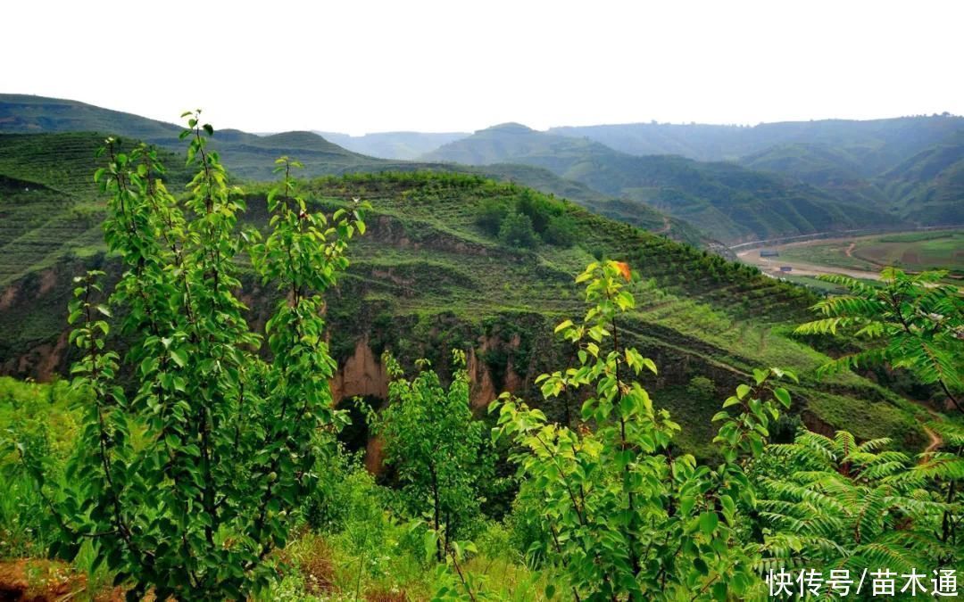 所有权|“退林还耕”政策下,教你三点弄清“农村土地确权”问题