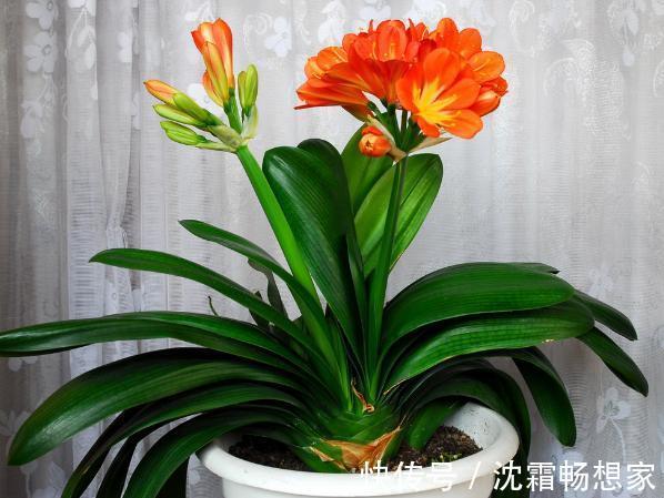 锯末|君子兰难养花1分钟学会这3样东西的用法,爆盆不愁