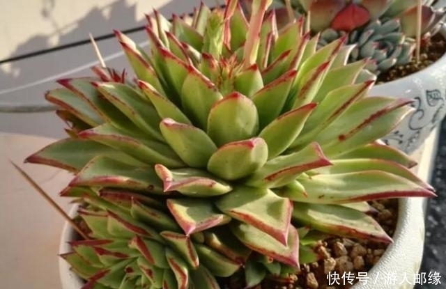 农村露养的多肉,同学5招养成“胖美人”状态棒棒哒