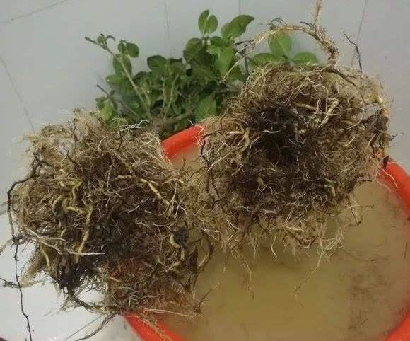 4类“坑人花”,漂亮却活不长,新手“别上当”,买了养不活