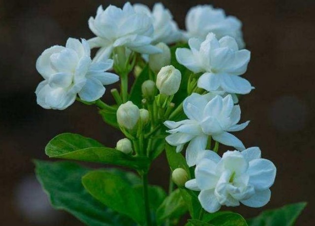 “茉莉花”开花少消除“3个”隐患，花苞不断冒，开花爆满枝