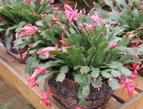 将此4点落实到位,盆栽蟹爪兰,将年年一茬又一茬地开花