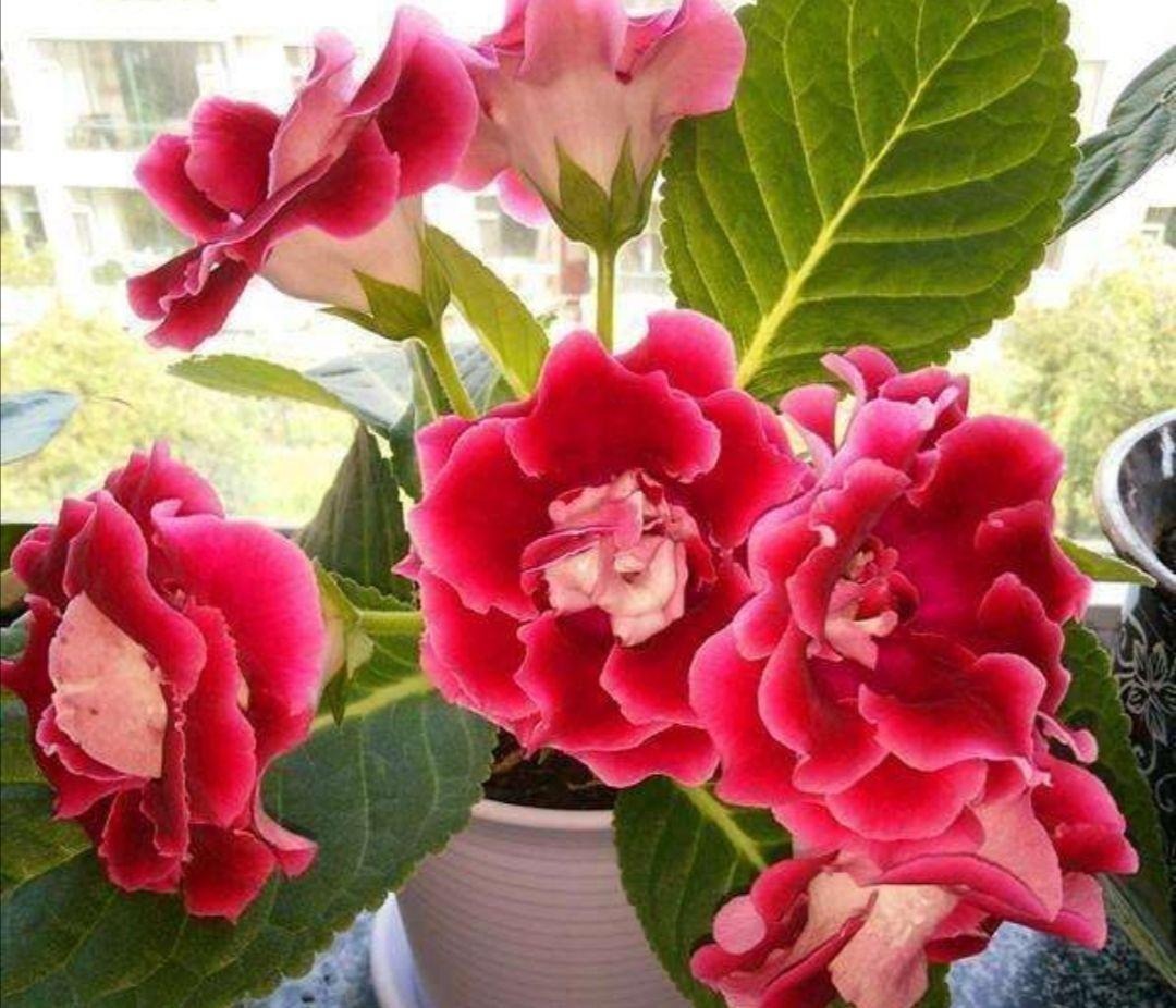 家里采光差，还想养花5种“耐阴花”，不见太阳，也能四季开花