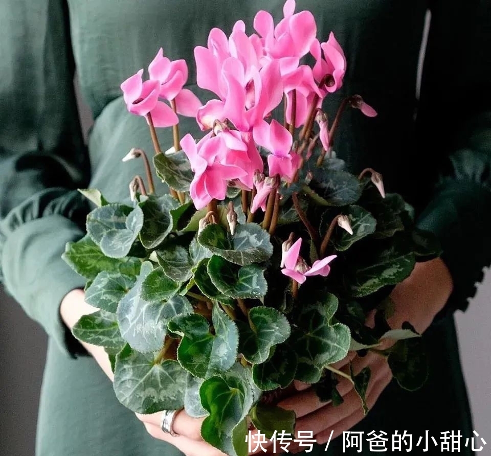 养盆栽仙客来掌握7点,养20~30年都不是问题,年年能开花