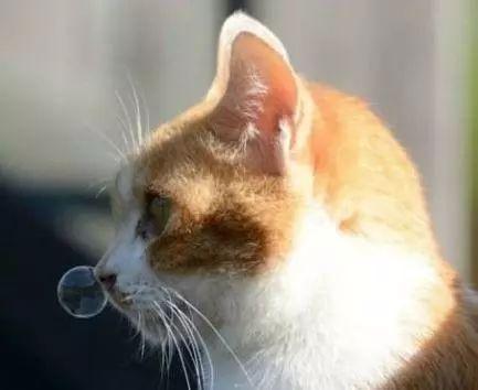 |幽默笑话:上初中的邻桌,学霸兼班花,我一直死皮赖脸的追她