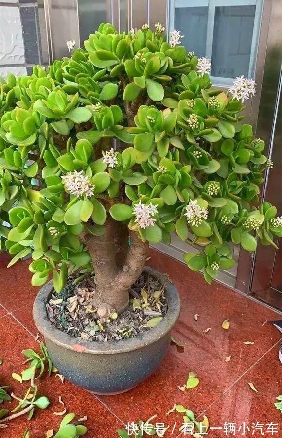 养玉树的4个修剪“姿势”,记住一个就够,不然越养越难看