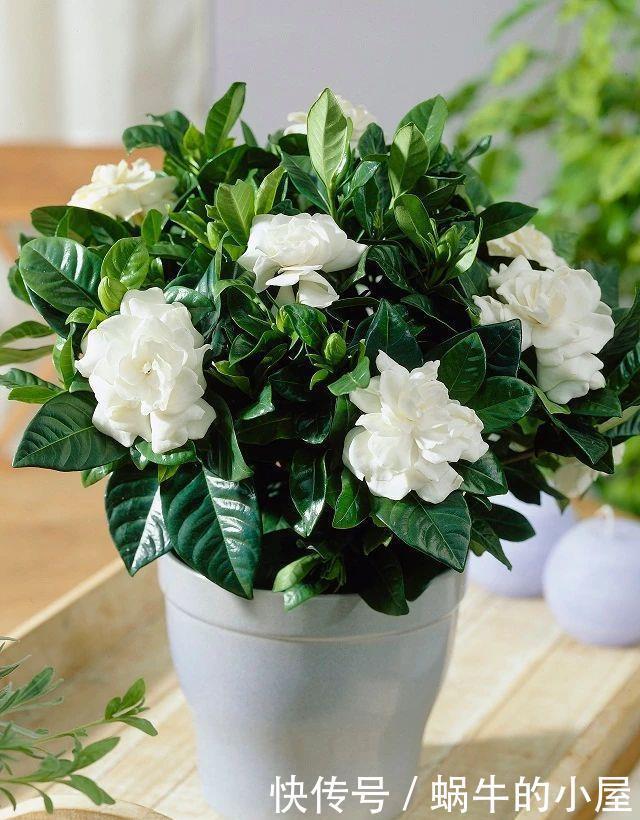 不同环境适合养的盆栽花卉，选合适自己的开花植物很重要