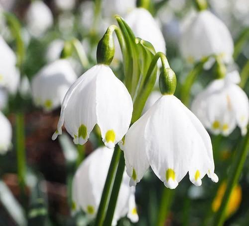  种超香|4种超香的盆栽花，仙气十足，浓香四溢，四季都开花，很值得栽种