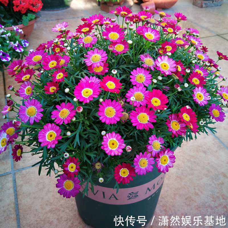 8种“漂亮花”,都可以扦插,剪个枝条就成活,省下很多钱