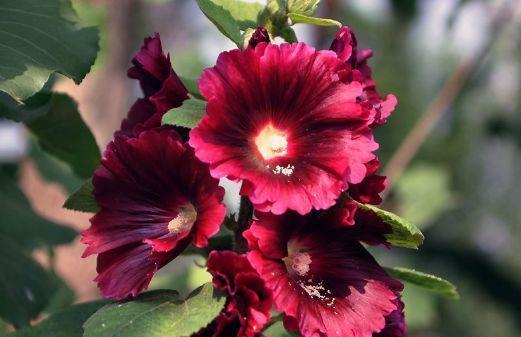 4种花超有仙气的，迷人的花朵色彩斑斓，颜值超高的